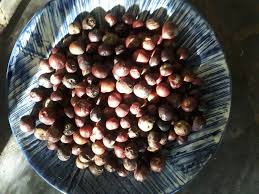 Image result for Grewia retinervis