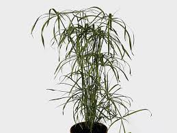 Image result for Cyperus hirtellus