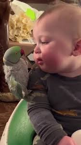 Petit Garcon Perroquet