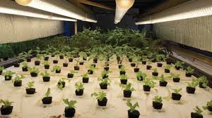 Cmh vs hps grow lights. Cmh Vs Led Which Is Best Hydroponics Wholesale