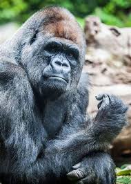 In a real fight the lion might be the winner the strength, power, and the ability of hunting prey. Silverback Gorilla Vs Lion Shefalitayal