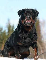 Feeding Time Rottweiler Dog Rottweiler Dogs