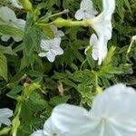 Image result for Ipomoea hochstetteri