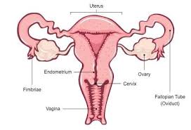 We did not find results for: Solved Female Reproductive System With Concept Map And Explaination Course Hero