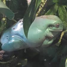 Four to five inches long. Pacman Frogs Glorious Frog