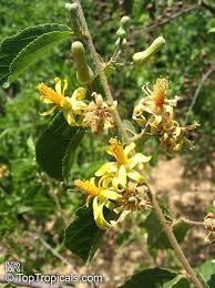 Image result for Grewia flavescens