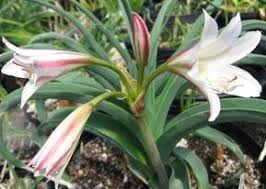 Image result for Crinum stuhlmannii