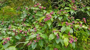 Image result for Clerodendrum toxicarium
