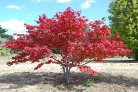 Acer du groupe linearilobum rouge. Erable Du Japon L Exposition Ideale Amenager Son Jardin