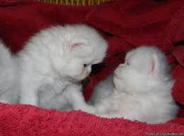 Kitten sales from registered breeders. Cfa Female White Blue Eyed Persian Kittens For Sale In Indianapolis Indiana Classified Americanlisted Com