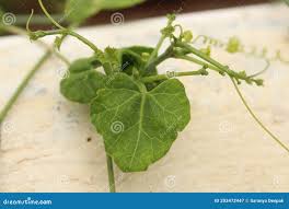 Image result for Kedrostis foetidissima