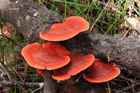 Image result for Pycnospora