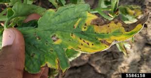 Image result for Septoria leaf spot of tomato