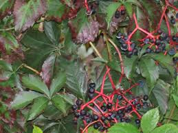 Image result for Parthenocissus