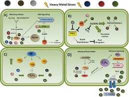 We did not find results for: Scielo Brasil Interactions Between Plant Hormones And Heavy Metals Responses Interactions Between Plant Hormones And Heavy Metals Responses