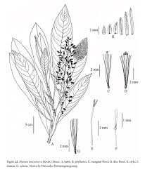 Image result for Blumea squarrosa