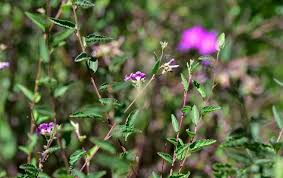 Image result for Melochia melissifolia