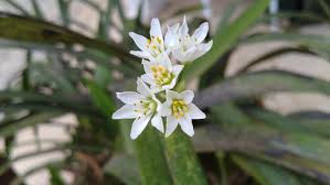 Image result for Nothoscordum borbonicum