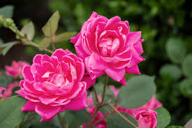 The Pink Double Knock Out® Rose — The Knock Out® Family of Roses