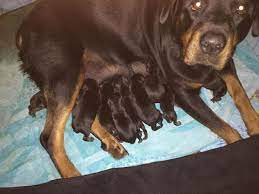 Look forward to buy a rottweiler pup for your family? Akc Beautiful German Rottweiler Puppies Savannah Georgia 5 22 15 For Sale In Savannah Georgia Classified Americanlisted Com