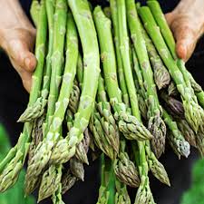Image result for Asparagus aspergillus