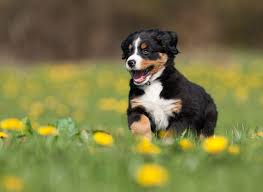 Puppies in the mist t 5.4 4a 12 iv 10 vd 3c pg13. Bernese Mountain Dog Great Pet Care