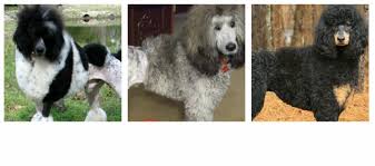 Genetics Behind Coat Color Novas Standard Poodles