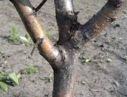 Image result for Sphaeropsis tumefaciens oleander symptoms