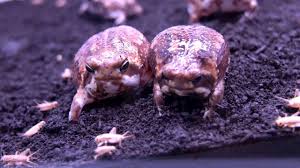 5.when i sow you, i (to understand) that you. Bushveld Rain Frog Feeding Time 2nd Youtube