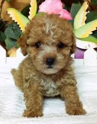 We did not find results for: Toy Maltipoo Puppies For Sale Online Shopping