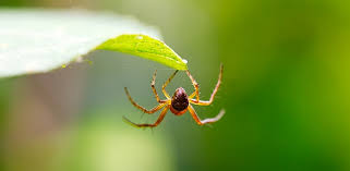 Creaturi periculoase pentru om (galerie foto). Muscatura De Paianjen Preventie Si Tratament Mami Si Copilul