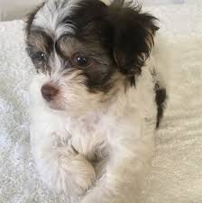Affordable akc havanese pet and show puppies bred for temperment, health and conformation. Visit Our Havanese Puppies For Sale Near Delray Beach Florida