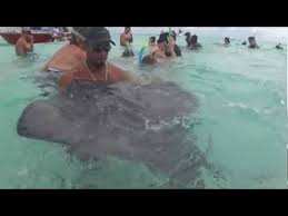 Underwater With The Stingray S At The Stingray City Sandbar Grand Cayman Grand Cayman Stingray Underwater