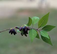 Image result for Uvaria acuminata