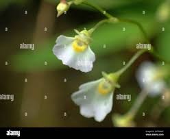 Image result for Utricularia striatula