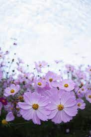 ورد بنفسجي flower iphone wallpaper iphone wallpaper images cute bedroom decor