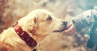 Wat Mogen Honden Niet Eten De Honden Wereld