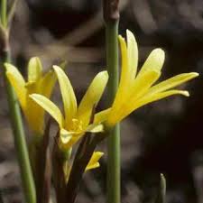 Image result for Cyrtanthus breviflorus