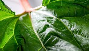 5 Bonnes Raisons De Cultiver De La Rhubarbe Dans Son Jardin Feuille De Rhubarbe Feuilles De Plantes Cultiver