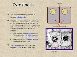 Cell division is a complex process by which cellular material is equally divided between daughter cells. 1 7 Cell Division Ppt Video Online Download