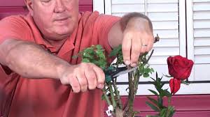How do you get rid of a volunteer tree? Growing Roses Rose Bush Care Maintenance Youtube