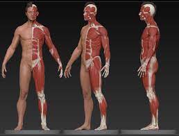 We've covered a lot of material in this body anatomy drawing tutorial. Cubebrush On Twitter Get This Male Anatomical Reference To Help You Understand Anatomy Better Get It Here Https T Co Kf2jitt0ck Anatomy Digitalart Anatomytutorial Anatomymodel Howtoanatomy 3dart Artistsofinstagram Artoftheday Art Ztool