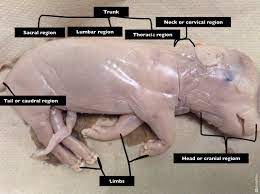 Muscular System Fetal Pig Dissection Lab