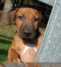 Rhodesian Ridgeback Puppies For Sale Rhodesian Ridgeback Puppies Rhodesian Ridgeback Dog Rhodesian Ridgeback