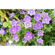 Image result for Nierembergia hippomanica