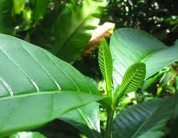 Image result for Voacanga africana