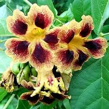 Image result for Markhamia obtusifolia