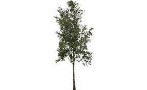 Download a free preview or high quality adobe illustrator ai, eps. Free Cut Out Tree Birch Free Cut Out People Trees And Leaves