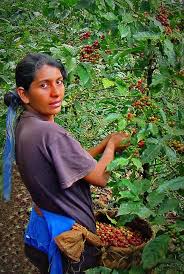 Pin By Marlen Soto Barquero On World Portraits Costa Rican Coffee Costa Rica Coffee Costa Rica Travel Guide