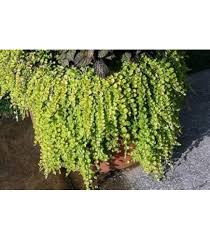 Image result for Lysimachia djalonis